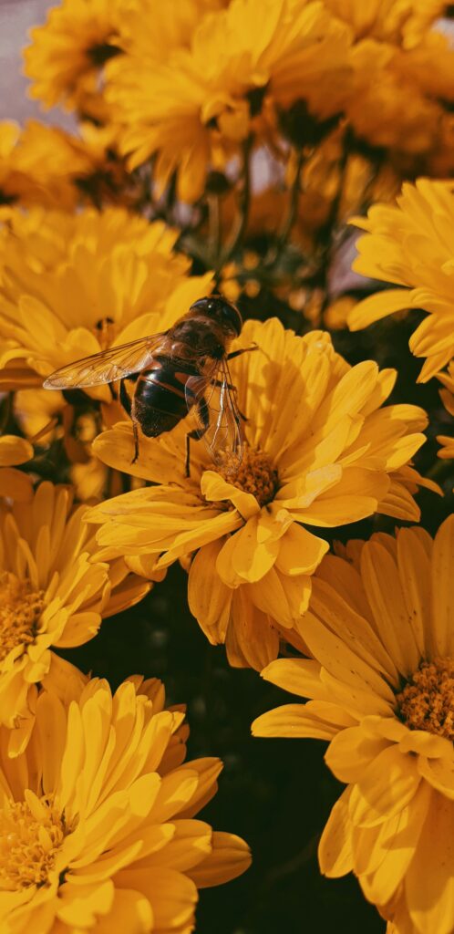 Wild Bees Balance Diet by Choosing Different Flowers