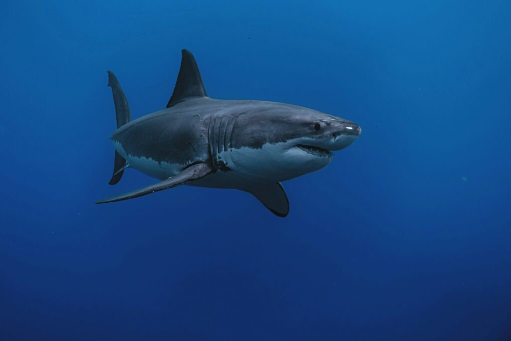 Toothless Sharks? Ocean Acidification Could Threaten Apex Predators