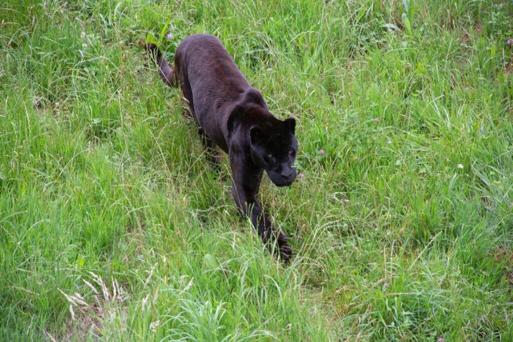 Black Panther Sighting in Bulgarian Village Triggers Police Probe