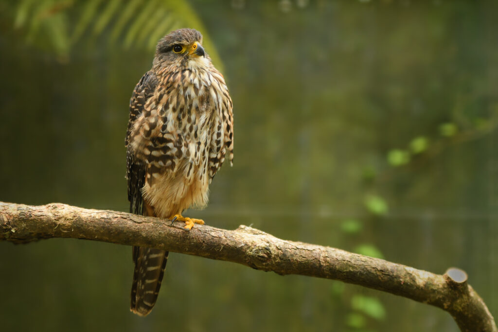 Threatened kārearea falcon wins New Zealand’s 2025 Bird of the Year