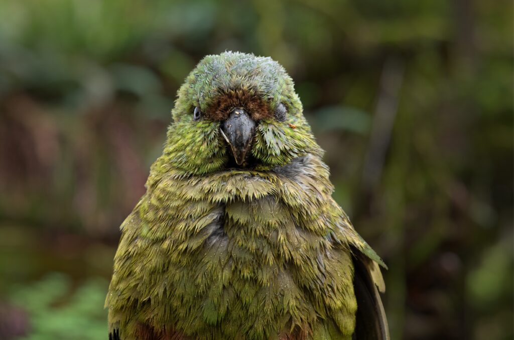 Vaccinating New Zealand’s Rarest Birds Against Avian Flu