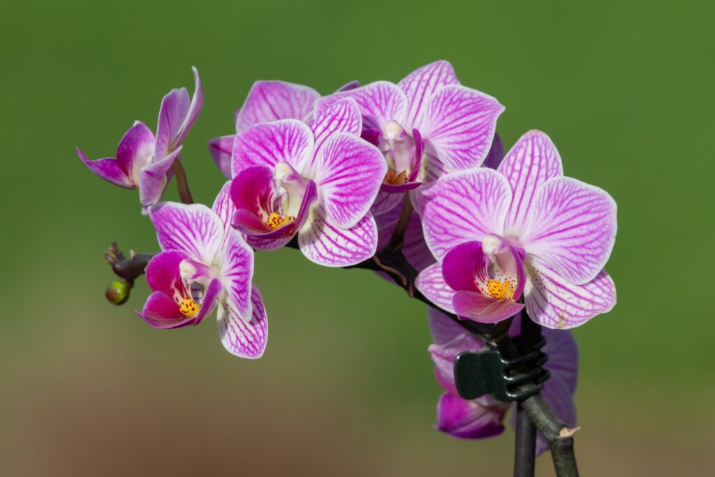 Plantwatch: The Extraordinary Orchid That Lives and Flowers Underground