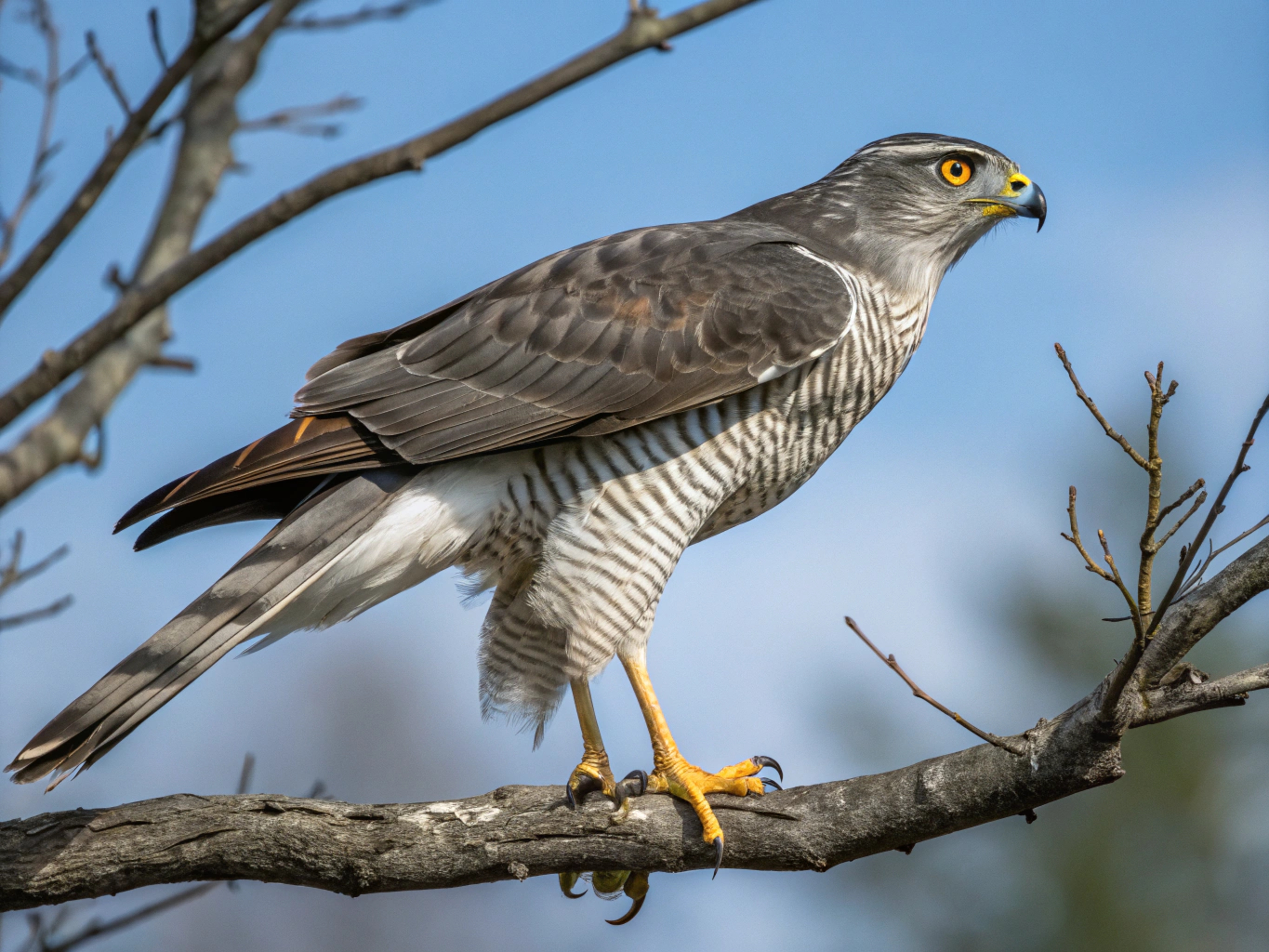 Berlin’s goshawks inspire UK plan to reintroduce apex predators to cities