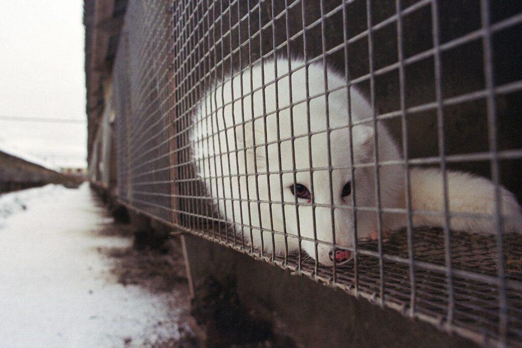 Russian Sable Fur Imports Return to EU Market