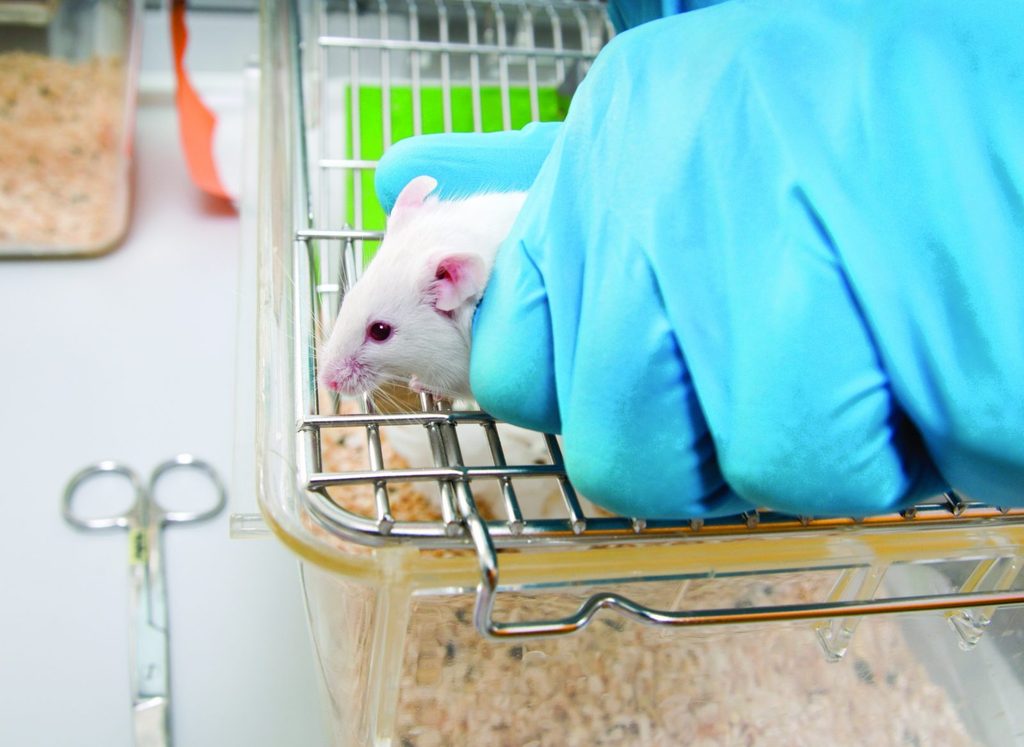 Brussels Reports More Than 154000 Lab Animal Deaths